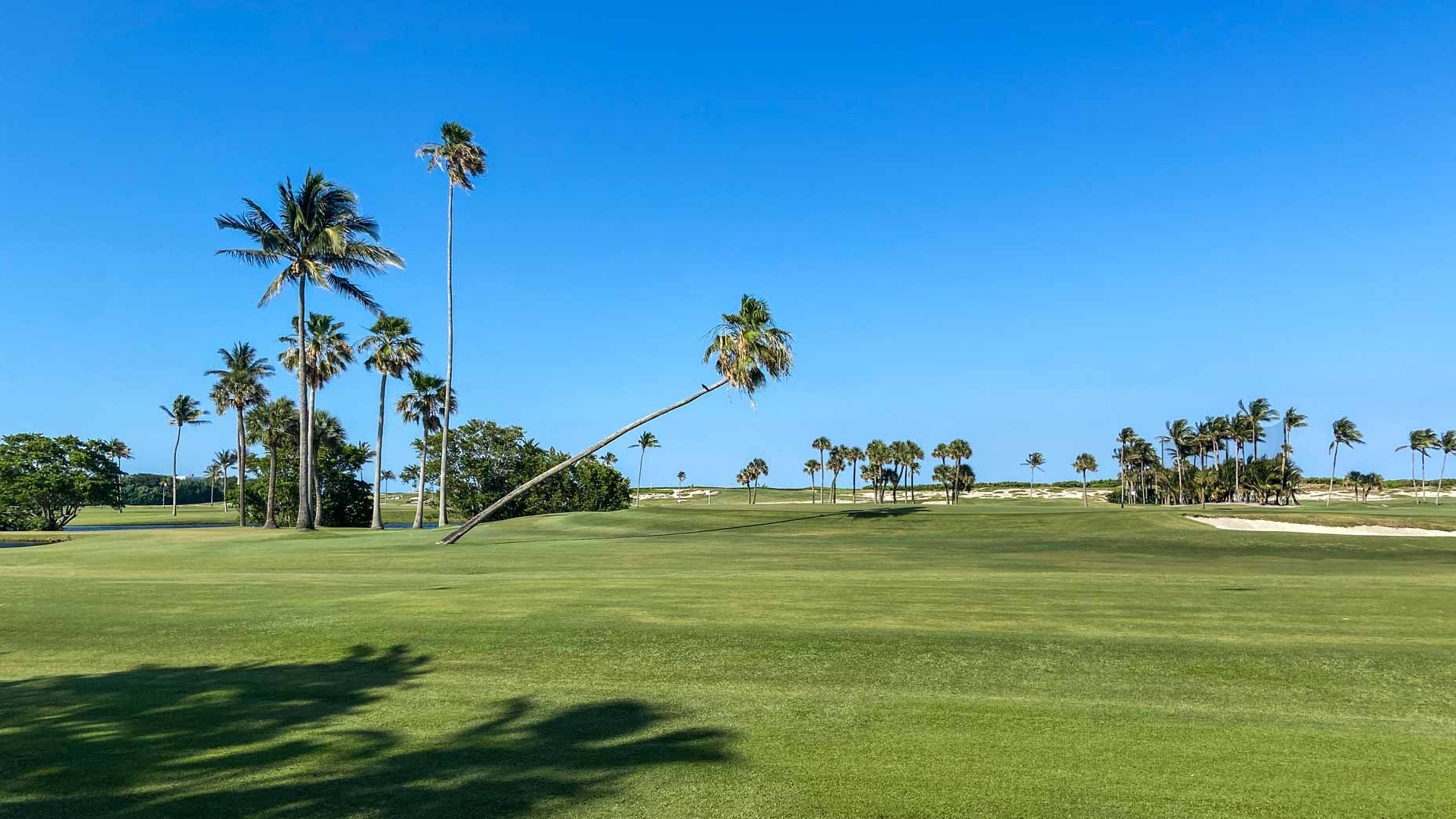 crooked palm tree