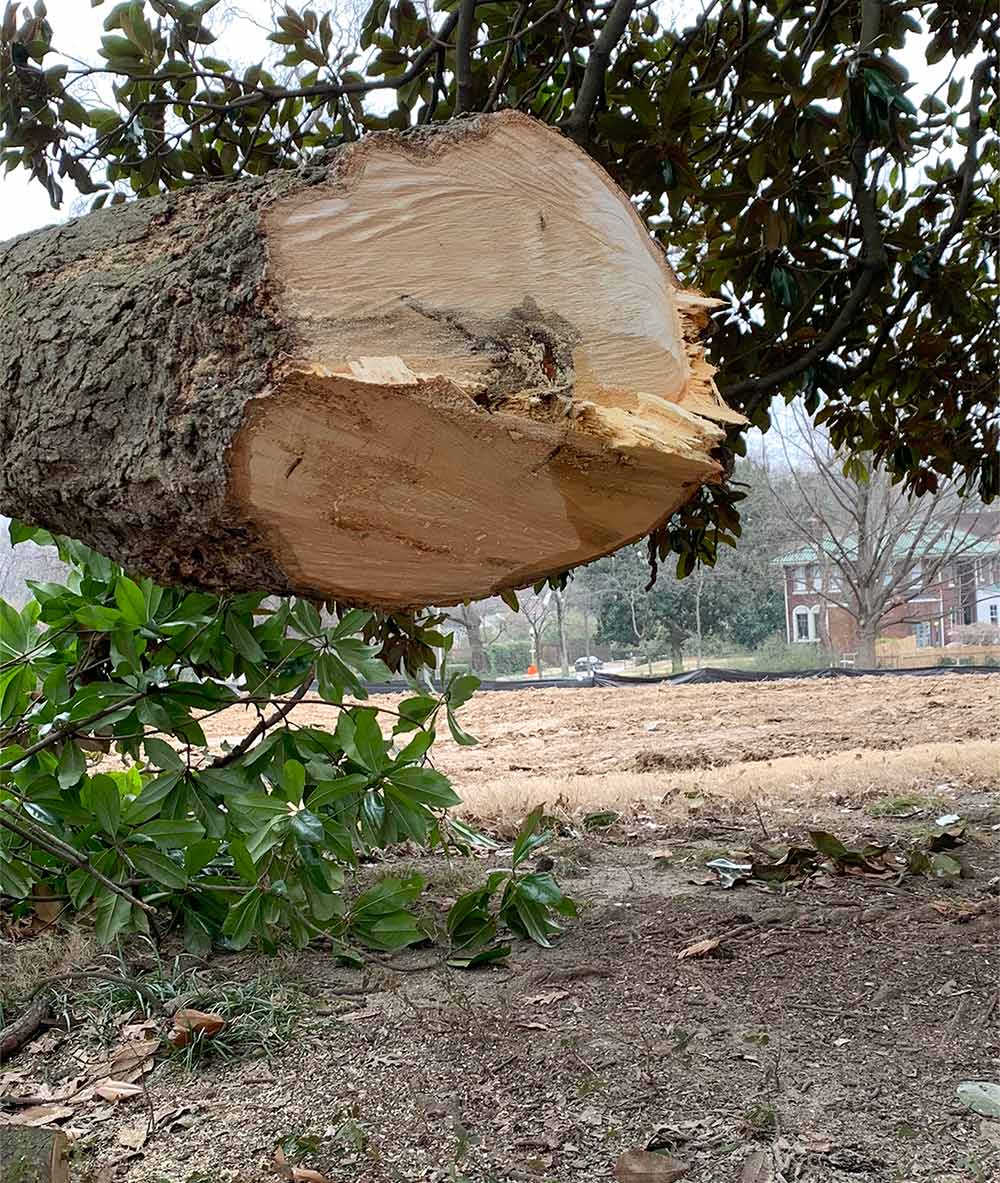 overton park tree