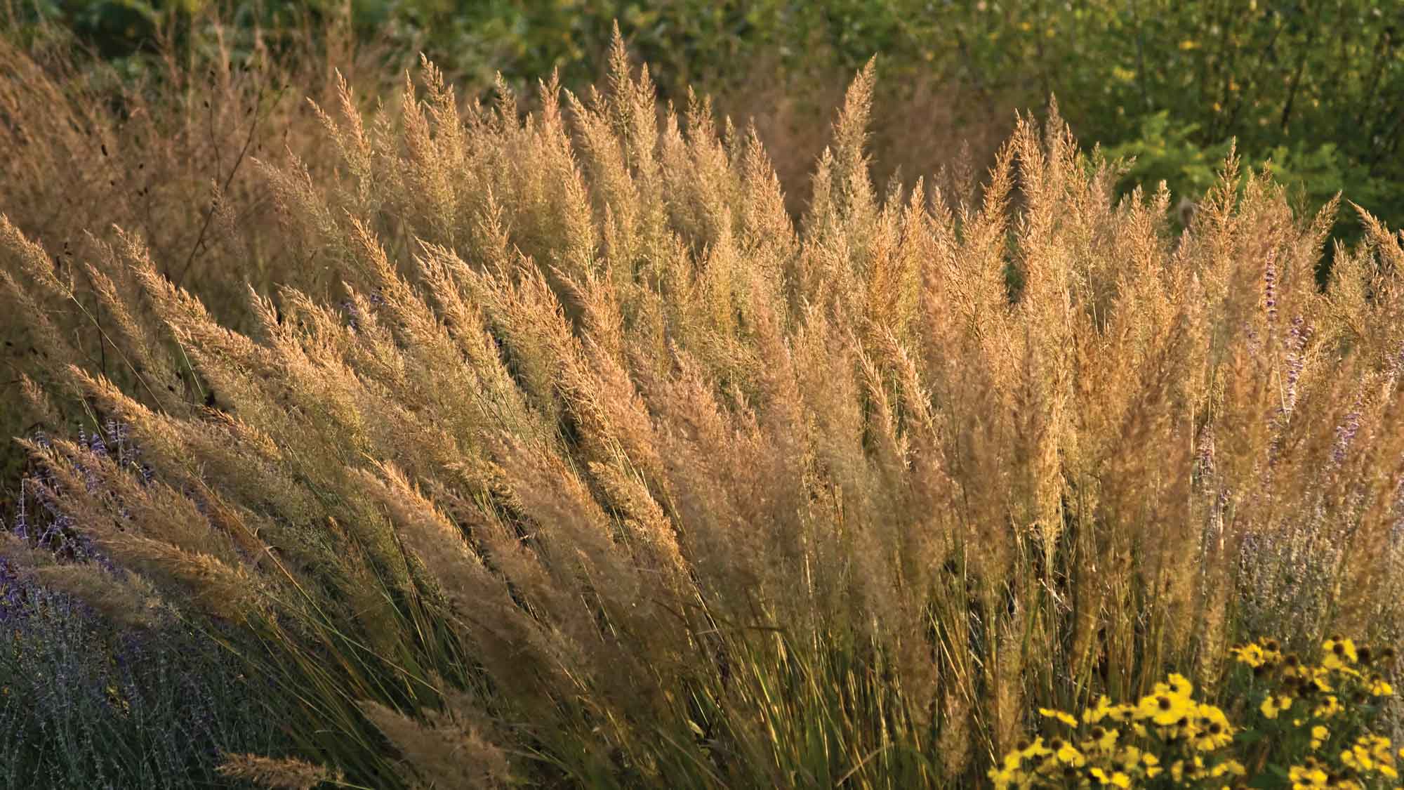 FeatherReedGrass