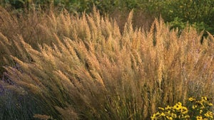 feather reed grass