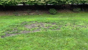 bad grass in yard