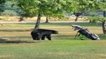 Bear on golf course
