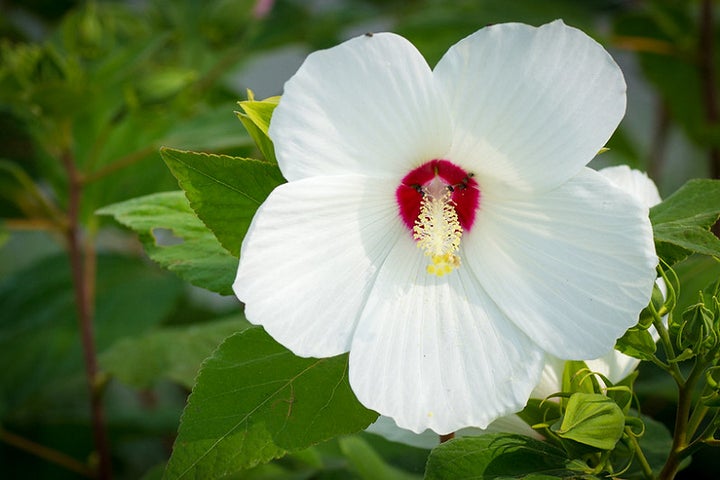 12 garden-boosting plants that require amazingly little upkeep