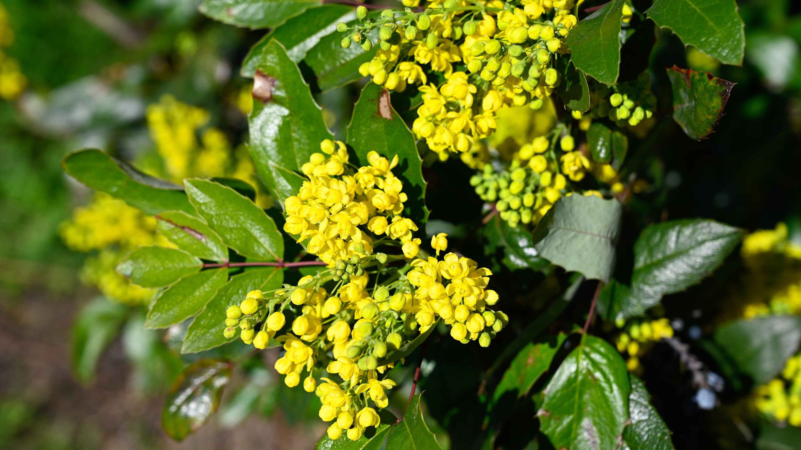 mahonia scaled