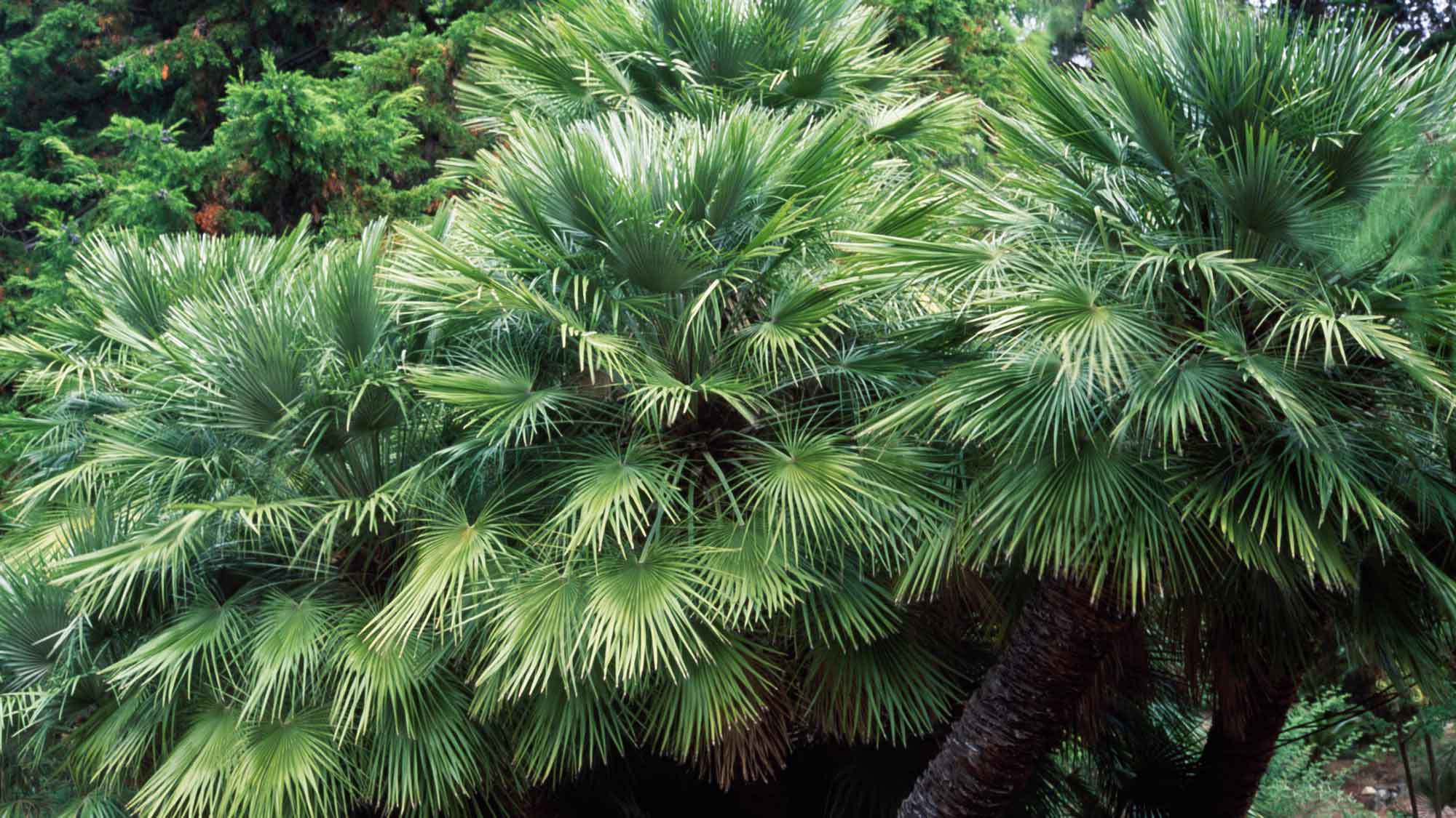 sawpalmetto