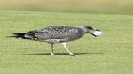 A seagull grabbed Madelene Sagstrom's golf ball at the AIG Women's Open.