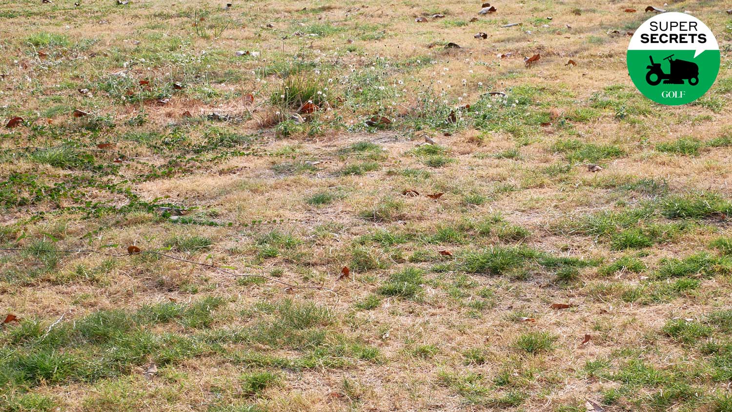 dry bad grass in a yard