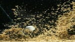 Sand flies up as a golf ball in a bunker is struck by a wedge in front of a black background