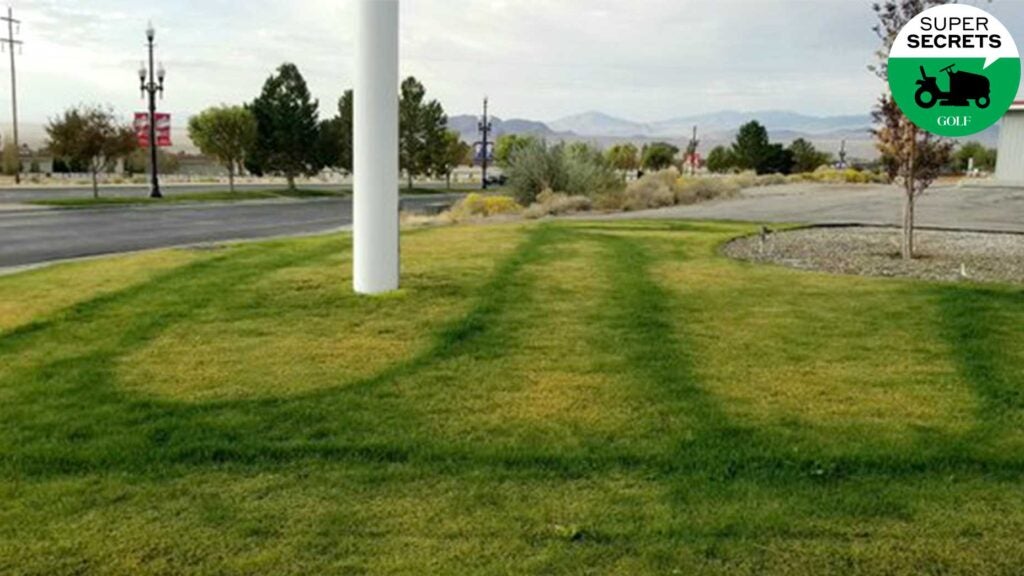 a photo of someone's lawn.