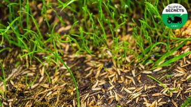 grass seed in yard