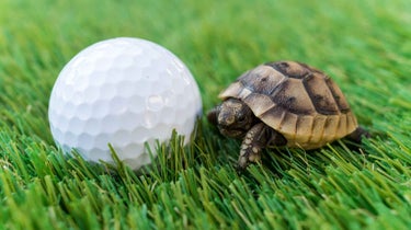 small turtle next to a golf ball