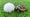 small turtle next to a golf ball