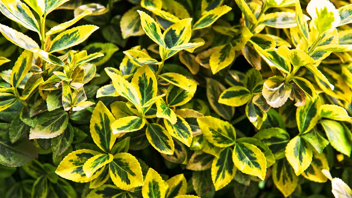 Best winter plants: 10 hardy plants that will add color even when it's cold