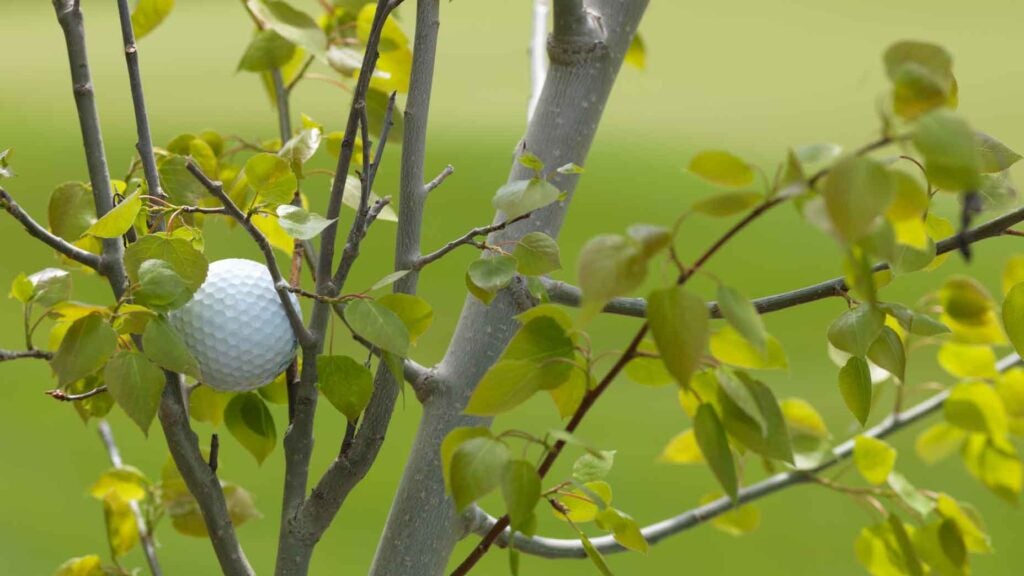 golf ball on tree branch