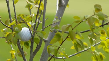 golf ball on tree branch