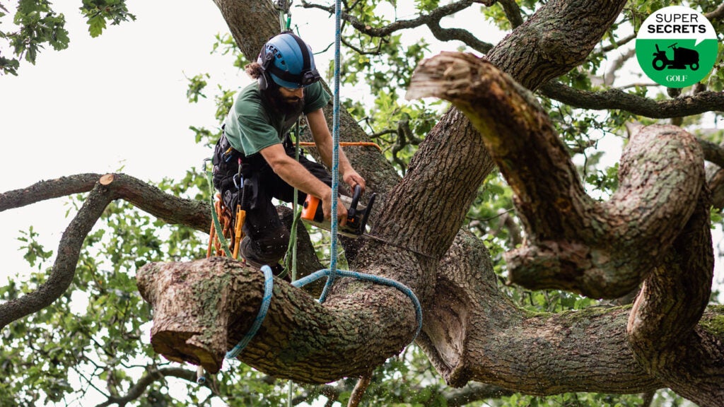 Should you remove that tree from your yard? Here's what an expert says