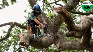 Tree surgeon using chainsaw to cut tree branch tied up with rope