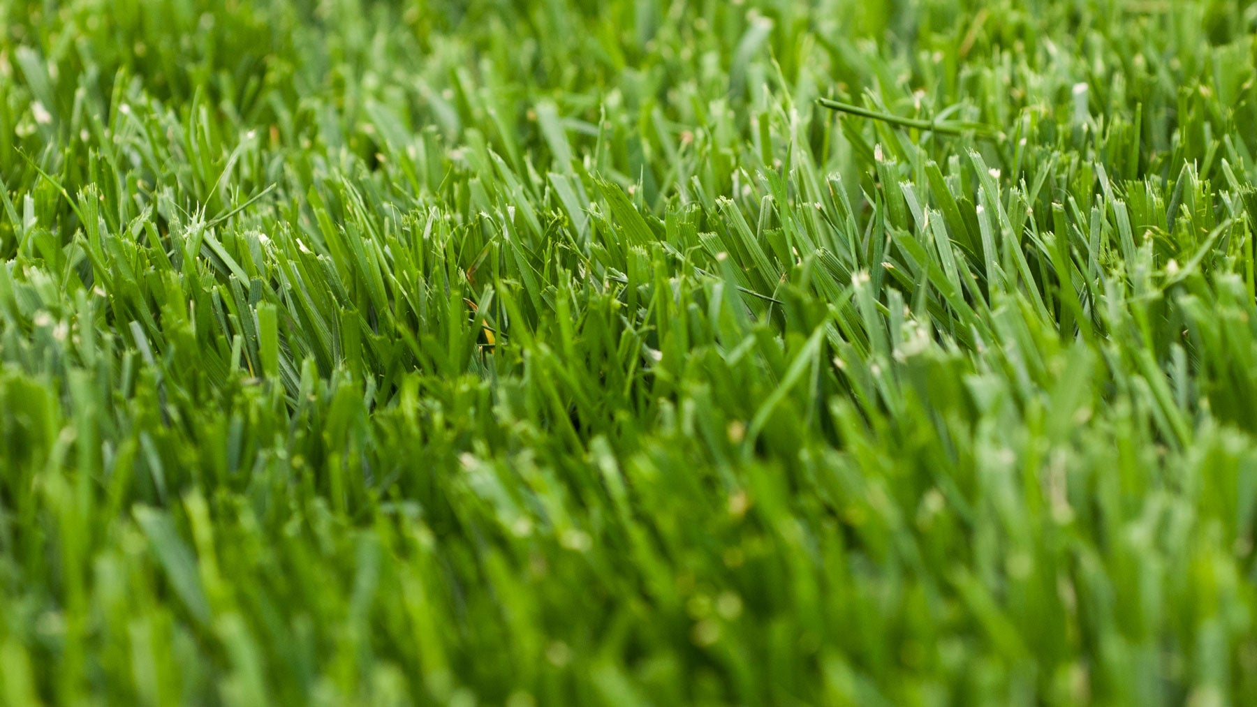 6 grass types every golfer should know, and how each affects your game