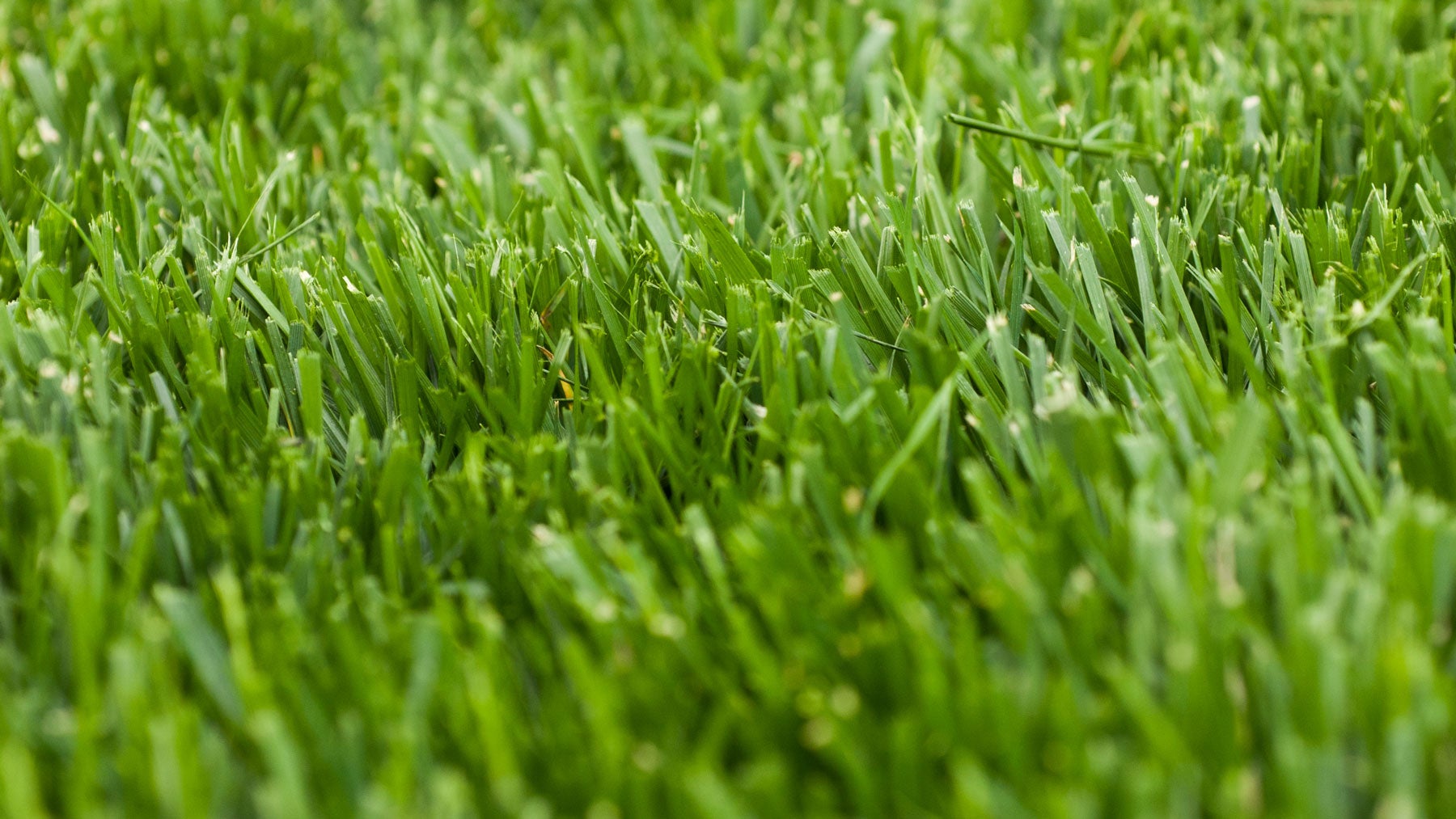 Golf Course Green Grass