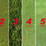 6 different grass types