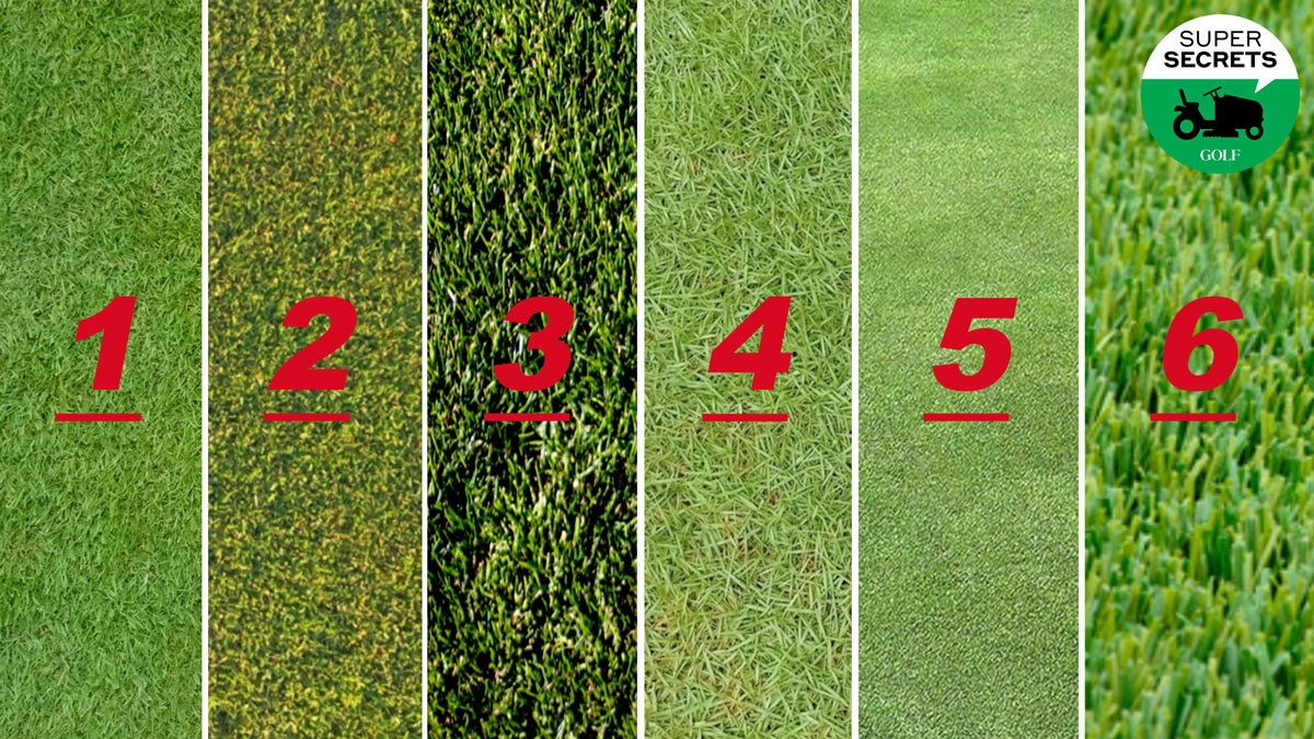 6 tipus d'herba diferents