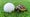 a turtle and golf ball sitting in grass