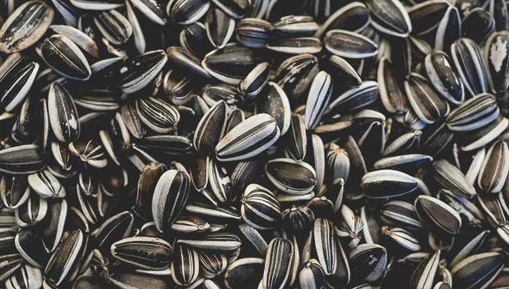 766x415 THUMBNAIL how many calories in sunflower seeds 732x415 1