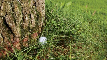 Ball by tree
