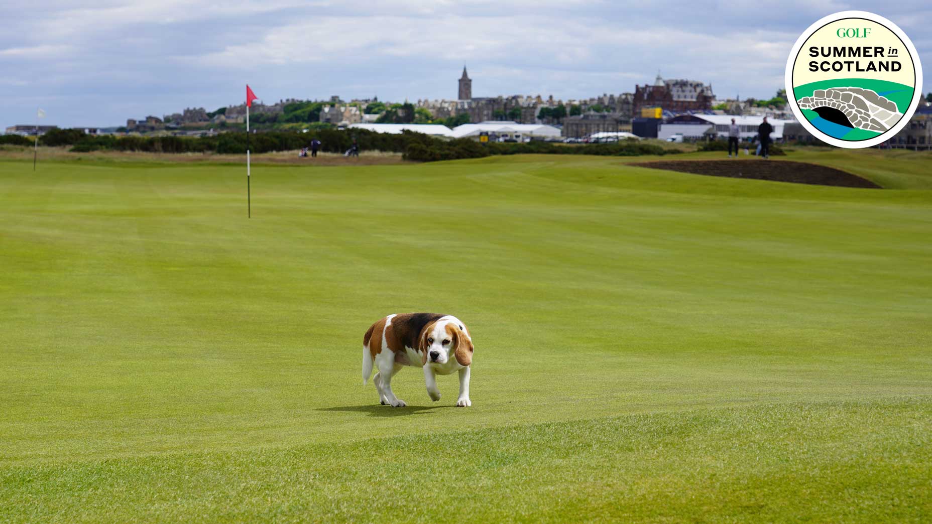 On Sundays The Old Course at St. Andrews becomes a dog park