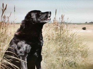 Raider was the first working dog at Bandon Dunes.