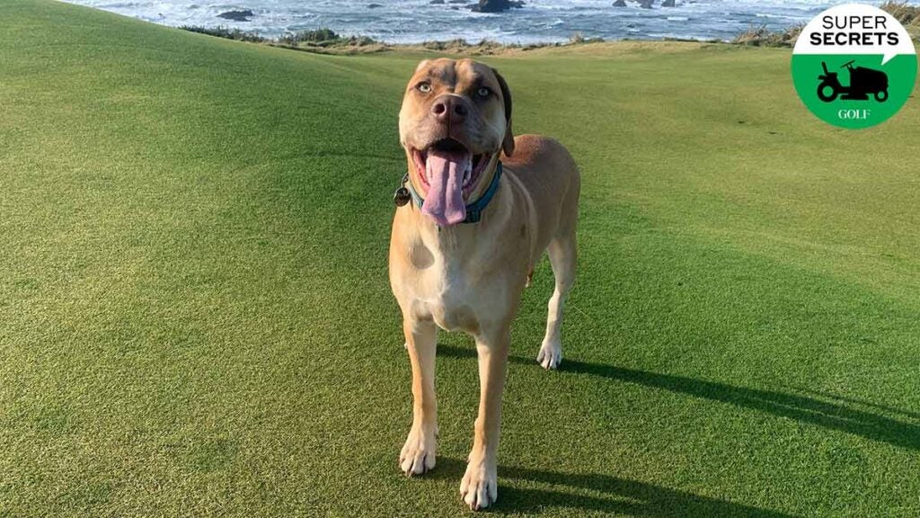 Beau, one of the dogs of Bandon Dunes.