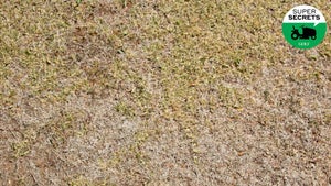 dead grass on lawn