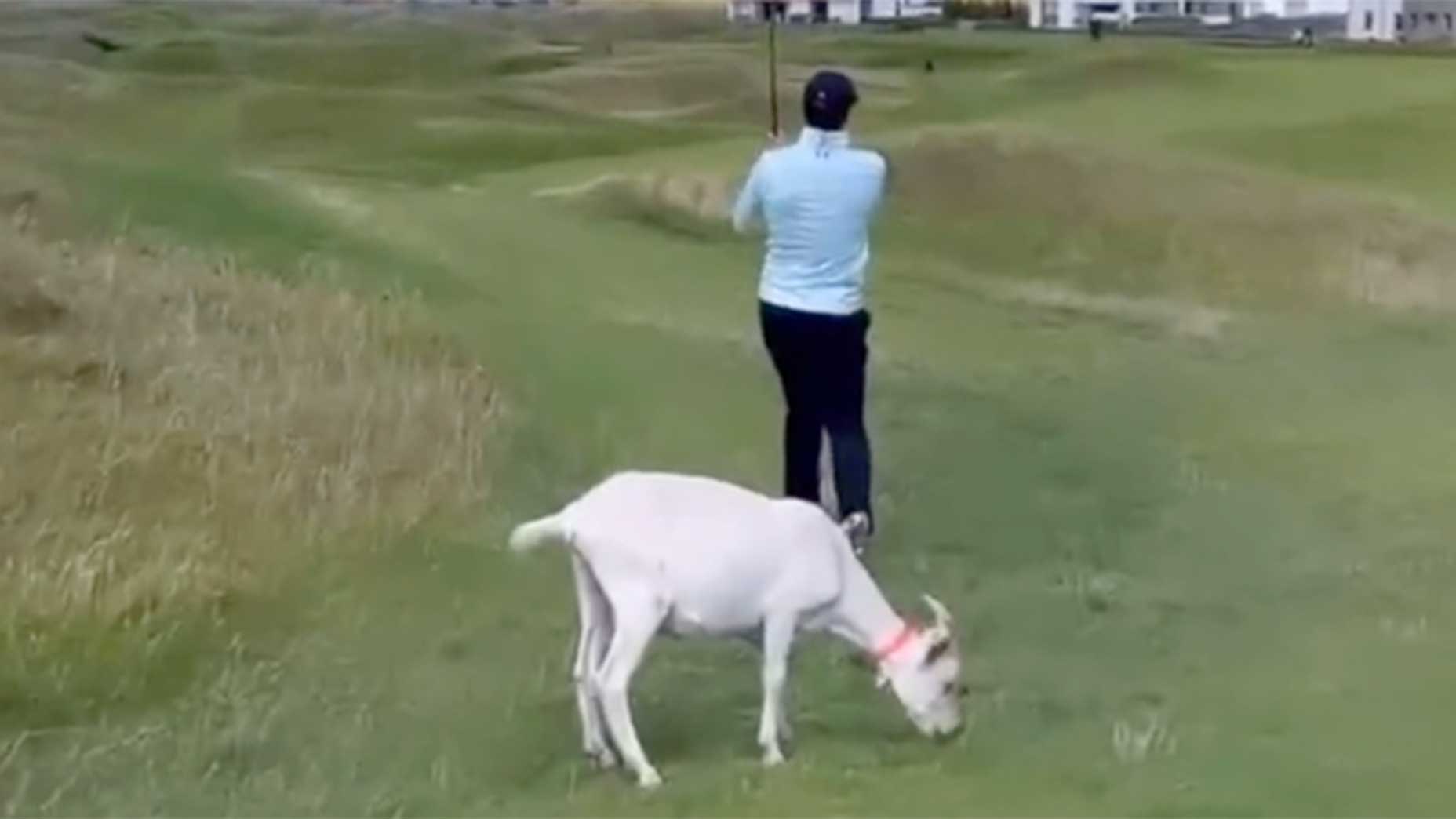 Jordan Spieth strikes with a goat behind him.