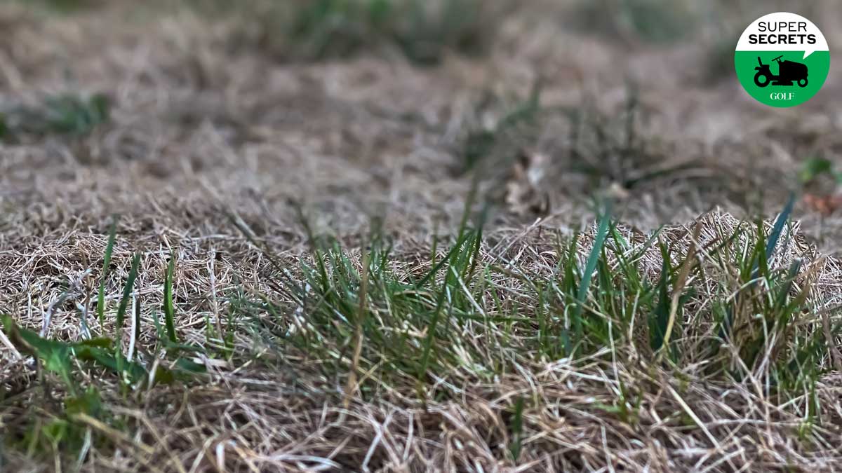 How to revive your drought-ravaged lawn, according to a golf-course superintendent