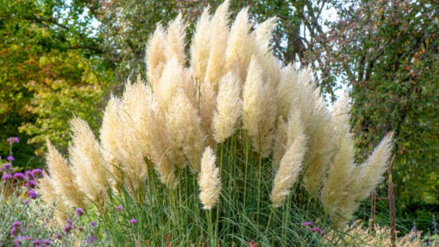 4 eye-catching grass types that will make your yard really pop