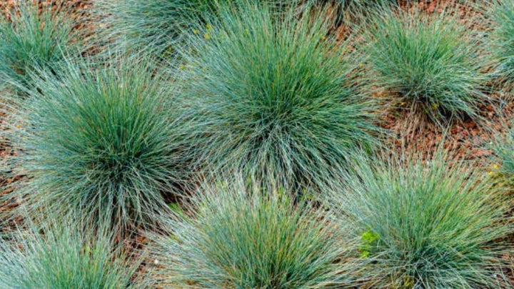 4 eye-catching grass types that will make your yard really pop