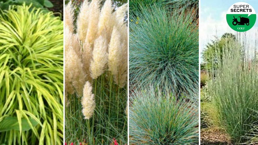 6 grass types every golfer should know, and how each affects your game