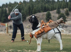A goat caddie at Silvies Valley Ranch