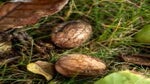 walnuts in grass