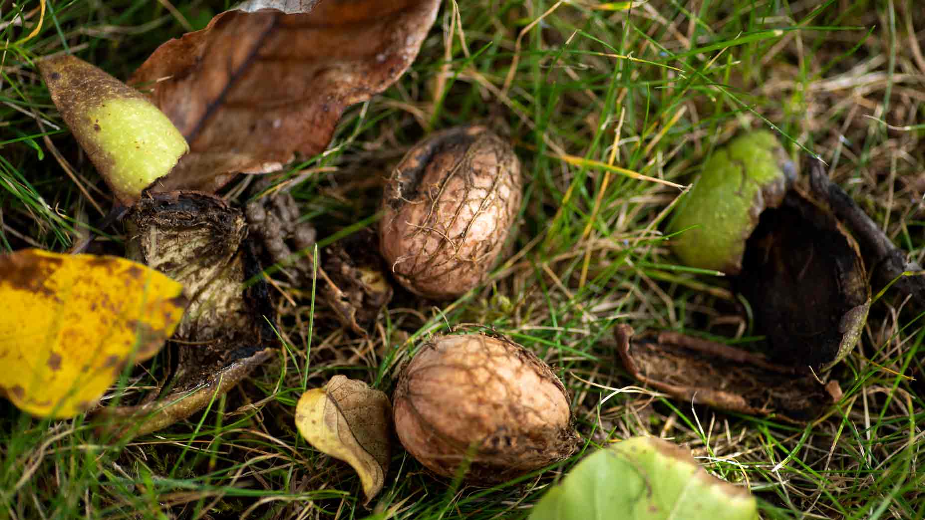 walnuts in grass