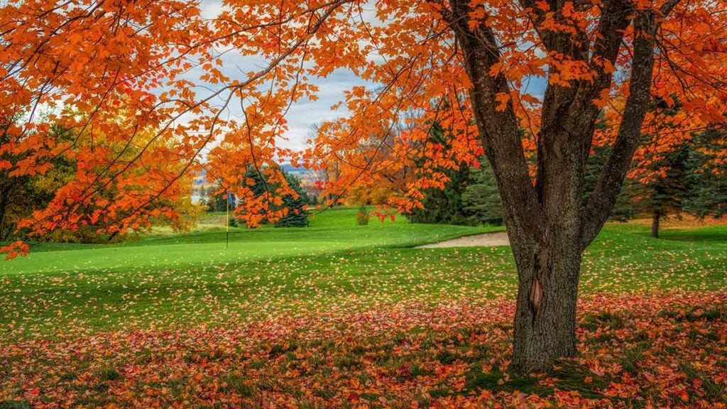 Leaves on a golf course