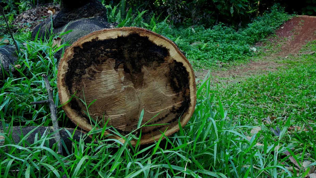 Can you move a loose impediment like a tree stump to assist your stance?