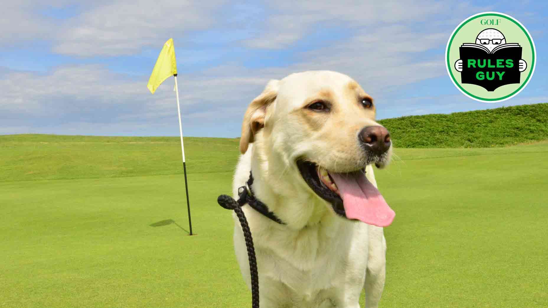 dog on golf course
