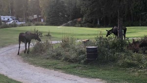 In Alaskan golf, the courses operate at the pleasure of the moose.