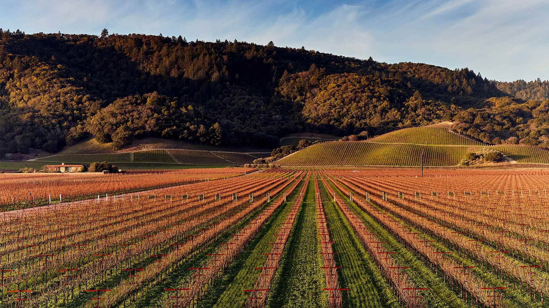 wine in napa valley