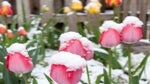 tulips under snow cover