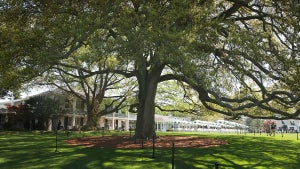 the big oak tree at augusta national golf club