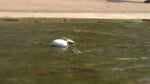 Emiliano Grillo's floating golf ball.