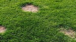 Bare patches in your lawn? No thanks.