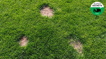 Bare patches in your lawn? No thanks.